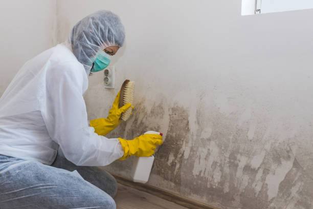 Best Attic Mold Removal  in Bastrop, LA