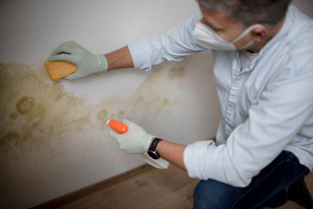 Best Black Mold Removal  in Bastrop, LA