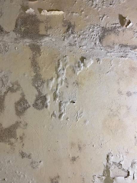 Best Mold Damage Repair  in Bastrop, LA