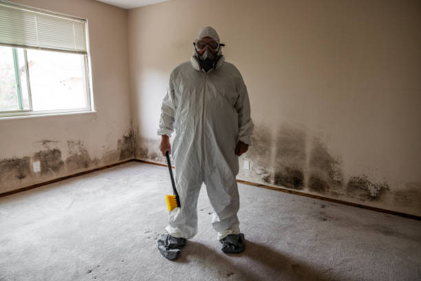Best Attic Mold Removal  in Bastrop, LA